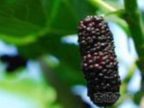 Mulberry Extract